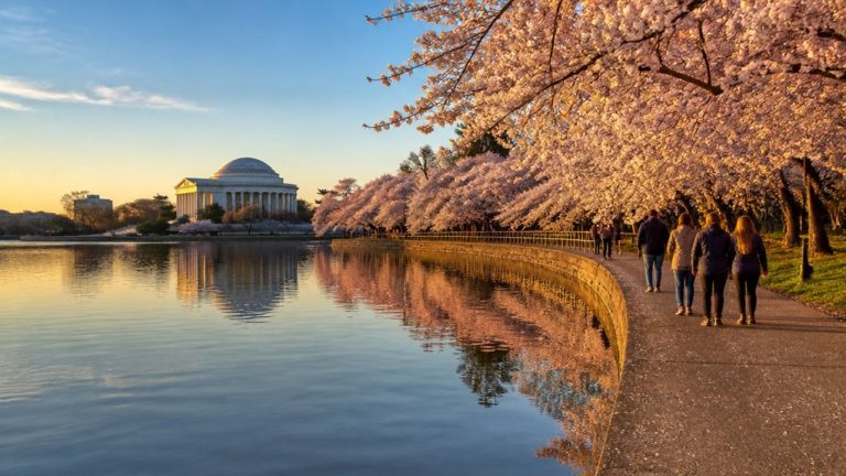 cherry blossoms monuments scenic promenade