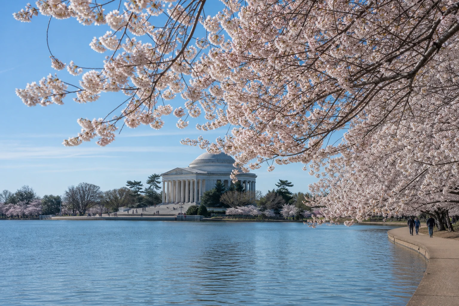Cherry blossoms beside the Tidal Basin with the Jefferson Memorial across the water in Washington DC.